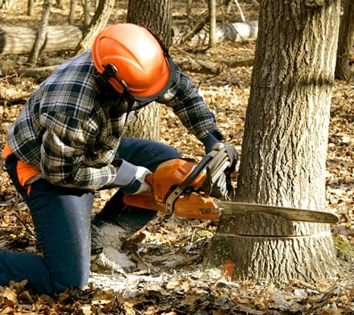 Tree Removal in Hope, KS